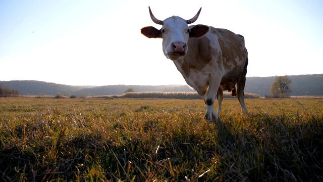 长着大角的牛在草坪或田野上吃新鲜的青草。在牧场上吃草的牛。美丽的乡村景观与明亮的太阳在背景。农业的概念。慢镜头摄影视频素材