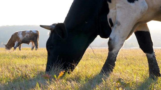 牛在草坪上吃新鲜的绿草。阳光灿烂的日子里，一群牛在牧场上吃草。美丽的乡村景观，以阳光为背景。农业的概念。慢动作多莉拍摄低视角视频素材