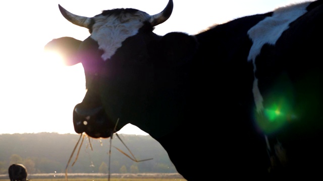 黑牛嚼着草，好奇地看着镜头。在牧场上吃草的牛。美丽的乡村景观与明亮的阳光在背景。农业的概念。慢镜头视频下载