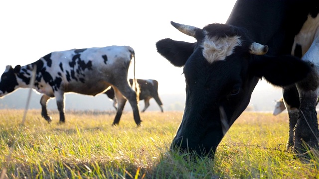 牛在草坪上吃新鲜的绿草。阳光灿烂的日子里，一群牛在牧场上吃草。美丽的乡村景观，以阳光为背景。农业的概念。慢动作多莉拍摄低视角视频素材