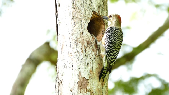 啄木鸟调查树洞的明亮特写视频下载