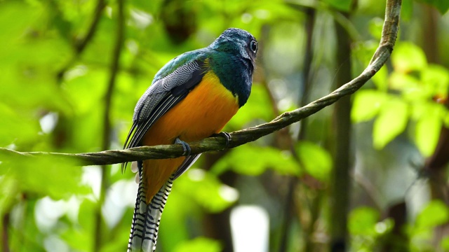 在巴拿马丛林中，一只色彩斑斓的鸟在休息后飞走了视频下载