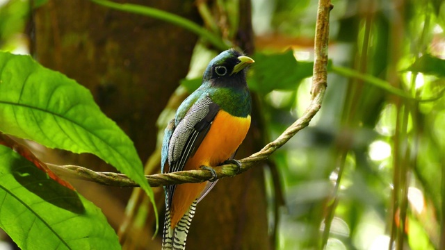 美丽的异国情调的鸟与橙色的胸部摆动在藤本植物视频下载