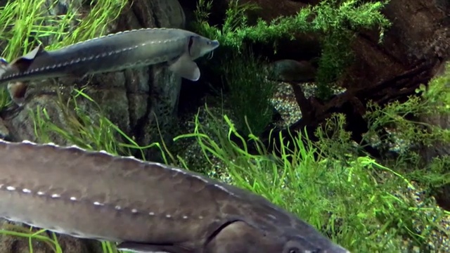 鲟鱼是水族馆4k的一种鲟鱼视频素材
