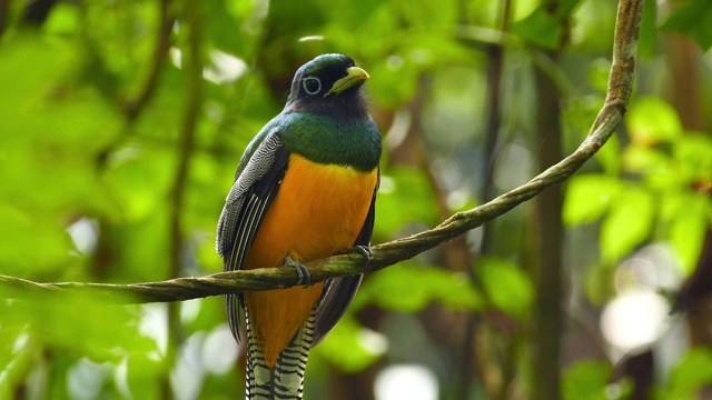 清晰生动的照片，热带鸟类在巴拿马移动的头视频下载
