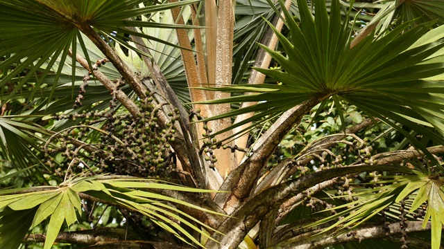 热带棕榈树，有奇异的水果和两只鸟在里面觅食视频下载