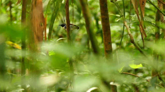 在巴拿马热带雨林中，斑点蚁鸟在移动尾巴时发声视频素材