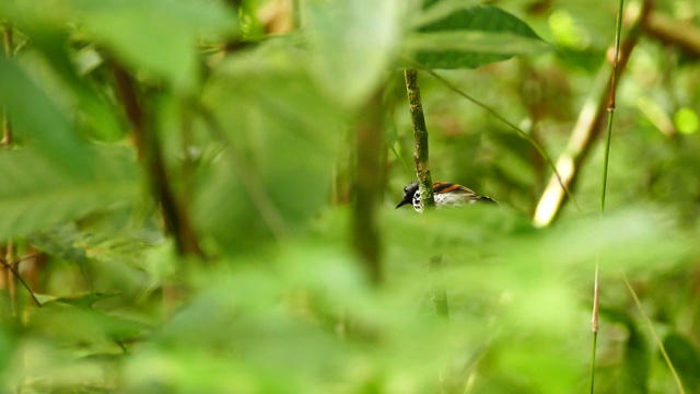 斑点蚁鸟从茂密的丛林的树枝上迅速起飞视频素材