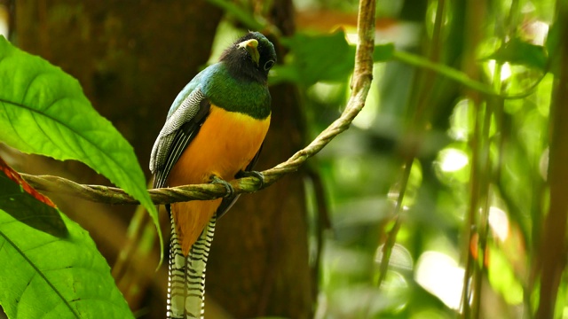 艳丽的橙色吊带鸟栖息在树枝上，转头视频下载