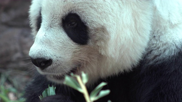 熊猫在吃食物，近距离看。视频素材