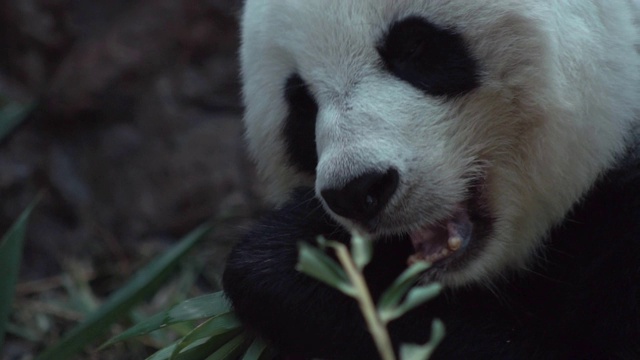 熊猫在吃食物，近距离看。视频素材