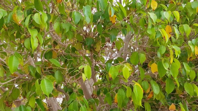 绿色灌木背景。树枝上有很多树叶。视频素材