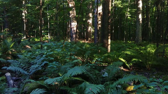 阳光透过阔叶加拿大的落叶森林在夏天视频下载