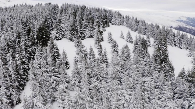 4 k。飞行上方的冬季森林北部，鸟瞰股票视频视频素材