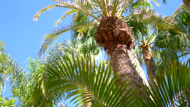 棕榈树背景4k慢动作60fps视频下载