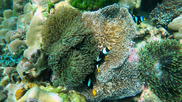 海底的小丑鱼和海葵花视频素材