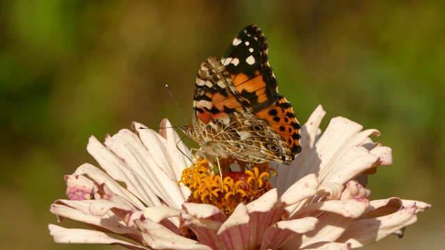 在一个阳光明媚的夏日，蝴蝶在入侵虫到达后起飞视频下载