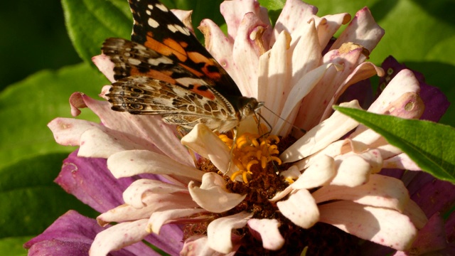 蝴蝶将喙插在浅粉色的花朵中，在五颜六色的设置中进食视频下载