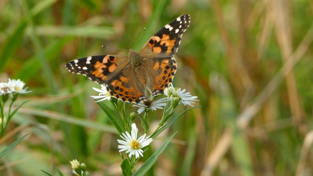 当一只蝴蝶栖息在花上时，在宏观上看到它毛茸茸的背部视频下载