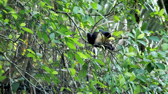 喂养野生卷尾猴:哥斯达黎加视频素材