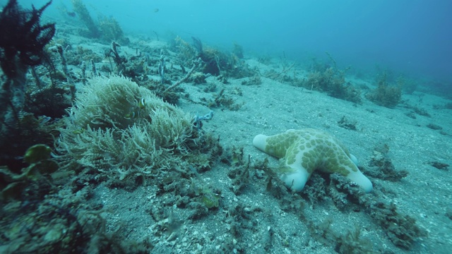 海底有珊瑚、海洋植物、羽星海百合、热带鱼和海星。视频素材