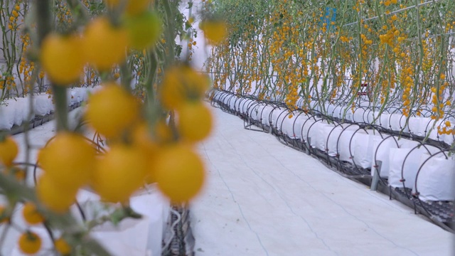 调焦拍摄黄色番茄温室视频素材