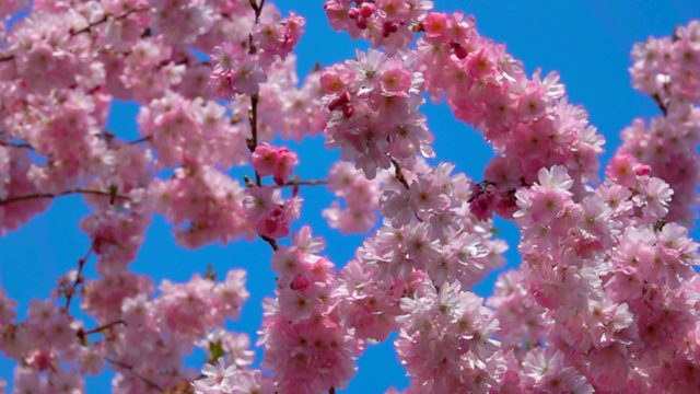 在一个阳光明媚的春天，风吹过樱花树视频下载