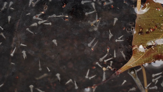 脏水中蚊子幼虫的特写镜头，滑块拍摄视频素材