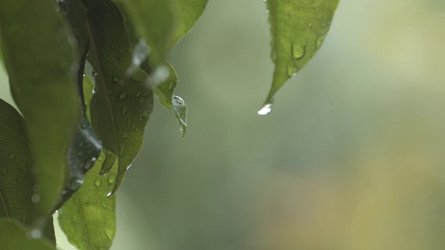 靠近雨水季节从叶子上落下的水视频素材