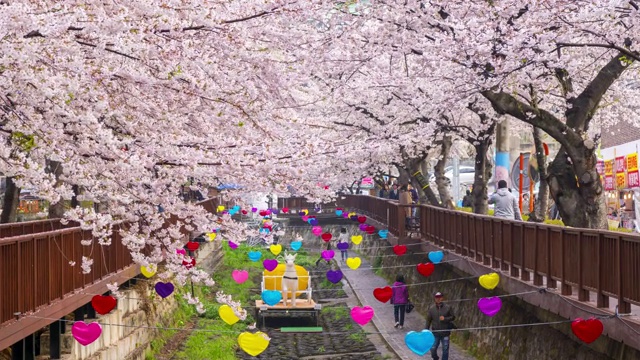 游客在韩国镇海Yeojwacheon溪观赏樱花。视频下载
