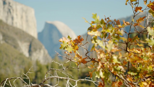 橙色的树叶在前景与美丽的约塞米蒂国家公园视频素材