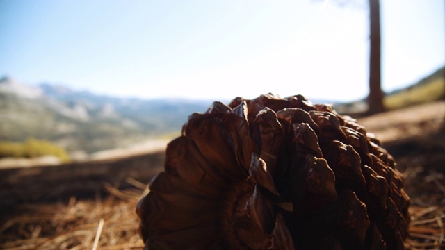 干燥的向日葵植物的特写镜头和一个惊人的山谷景色在背景视频素材