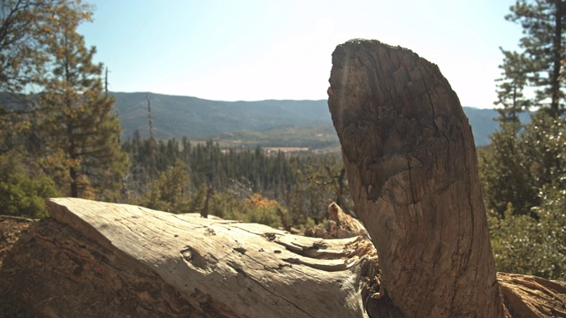 聚焦拍摄的树干与约塞米蒂森林的背景视频素材