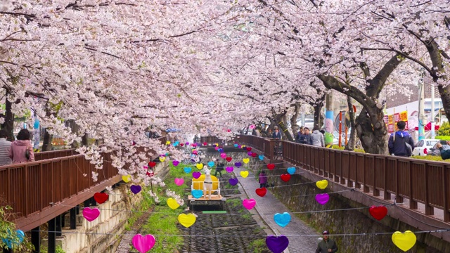 游客在韩国镇海Yeojwacheon溪观赏樱花。视频下载