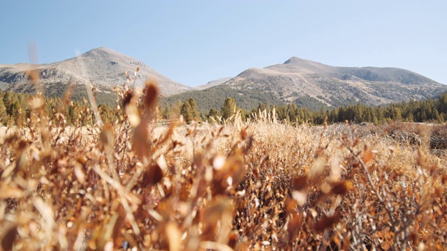 干燥的叶子在前景和一个观点约塞米蒂国家公园在背景视频素材