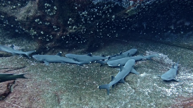 静息白鳍鲨群视频下载