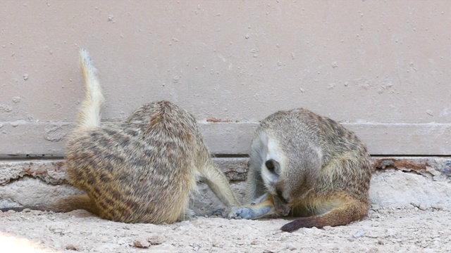 一对猫鼬(Suricata suricatta)在沙漠中的岩石上互相梳理。视频素材