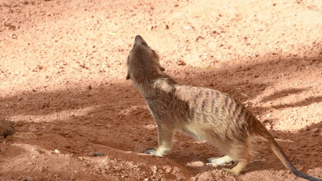 一只猫鼬(Suricata suricatta)在沙漠的沙子中四处张望。视频素材