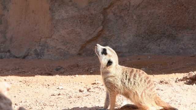 一只猫鼬(Suricata suricatta)在沙漠的沙子中四处张望。视频素材