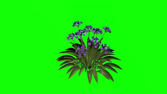 高清20秒3d非洲礼来紫花动画Alpha素材包括易于使用视频素材