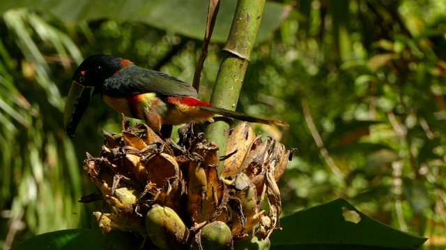 令人惊叹的异国情调的巨嘴鸟交换在热带雨林与高对比视频下载