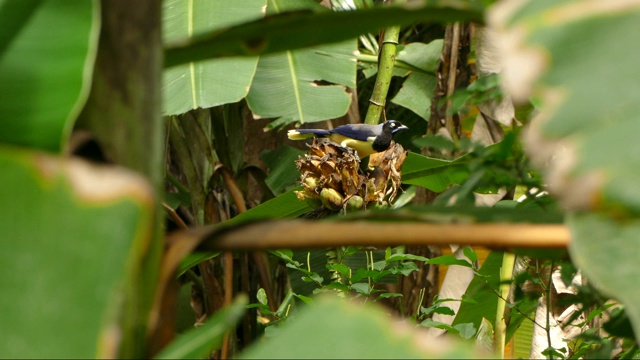 美丽的黑胸松鸦在飞走之前正在吃热带植物视频下载