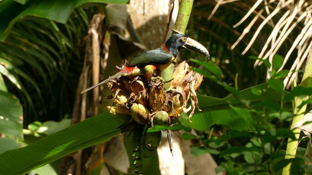 带有红色和黄色斑点的奇异巨嘴鸟吃茂盛植物的果实视频下载