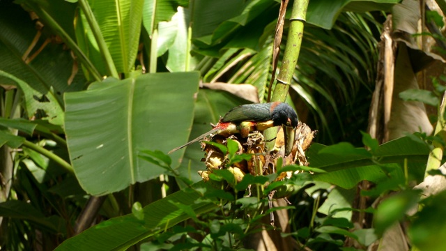 在巴拿马柔和的阳光下，有领的蜘蛛摄食一种热带植物视频下载