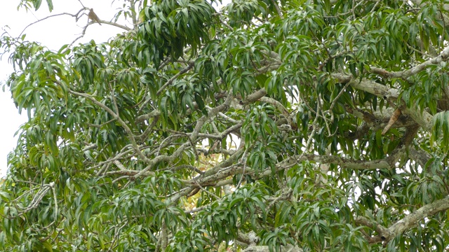 夏天的唐纳雀藏在中美洲远处的一棵树上视频下载