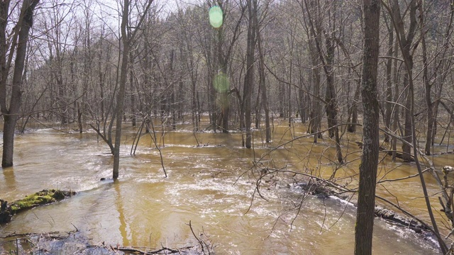 春水高森林，淹树淹水后河水泛滥视频素材