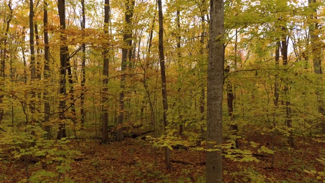 在森林里的一棵树旁边移动，在秋天有厚厚的覆盖地面视频素材