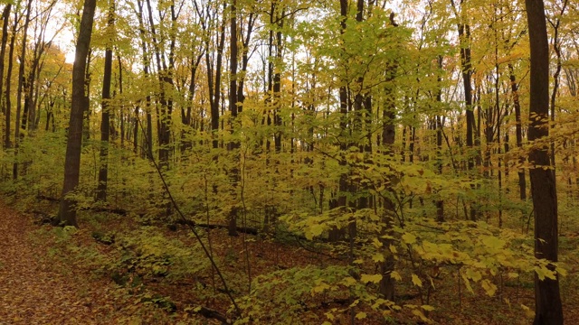 无人机向上移动，接近黄色和橙色的落叶树视频素材