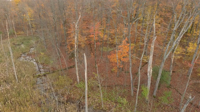 在加拿大的秋天，树上剩下的叶子上有橙色的阴影视频素材
