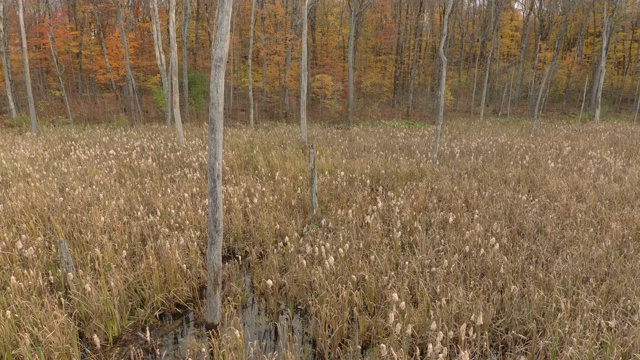 秋天的草地，通过滑翔无人机在湿草地上方观看视频下载